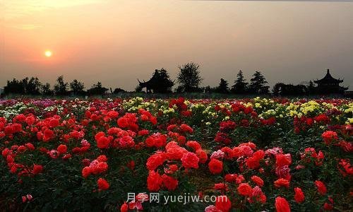 年產(chǎn)值25億！中國月季八成南陽(yáng)種植(圖3)