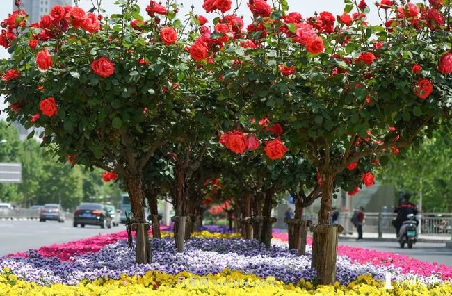月季花開(kāi)滿(mǎn)城，***美鄭州五月天（圖冊）(圖2)