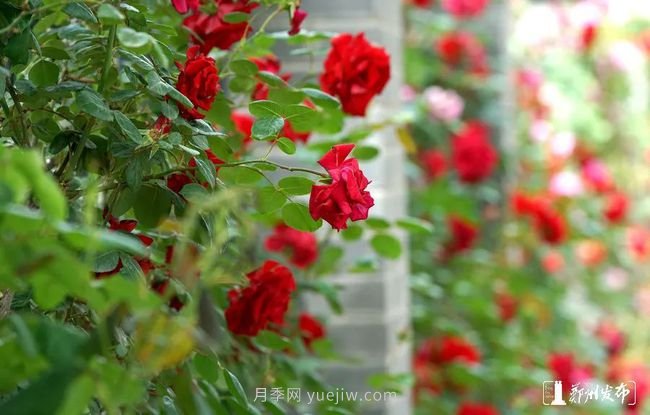 月季花開(kāi)滿(mǎn)城，***美鄭州五月天（圖冊）(圖10)
