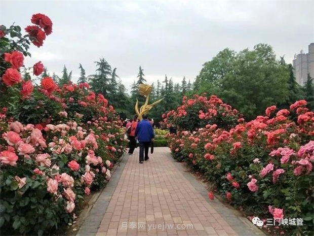 三門(mén)峽澗河公園：***美人間五月天，月季花開(kāi)香滿(mǎn)城(圖2)