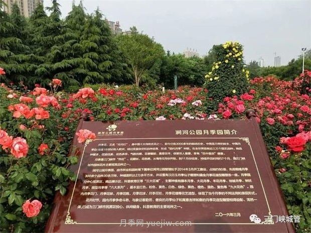 三門(mén)峽澗河公園：***美人間五月天，月季花開(kāi)香滿(mǎn)城(圖1)