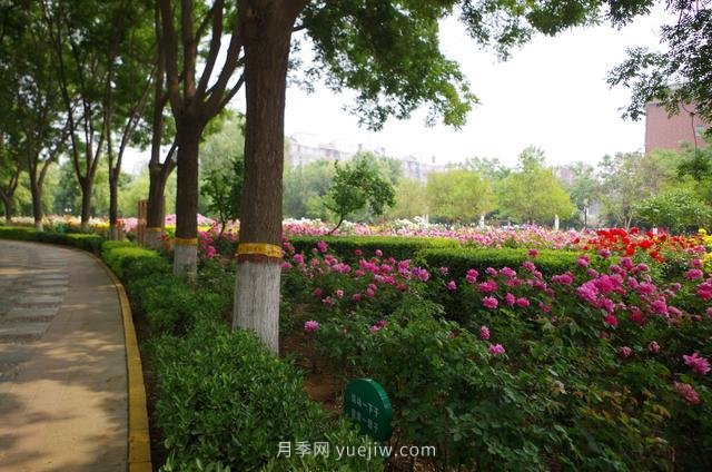 賞石家莊月季市花，遨游月季公園五月花海(圖5)