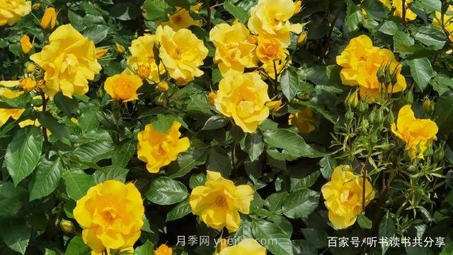 沒(méi)有***美只有更美的北京月季(圖2)