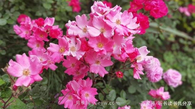 沒(méi)有***美只有更美的北京月季(圖1)