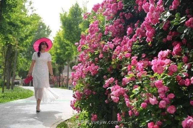 邢臺市花月季綻放！月季花城進(jìn)入觀(guān)賞期(圖4)