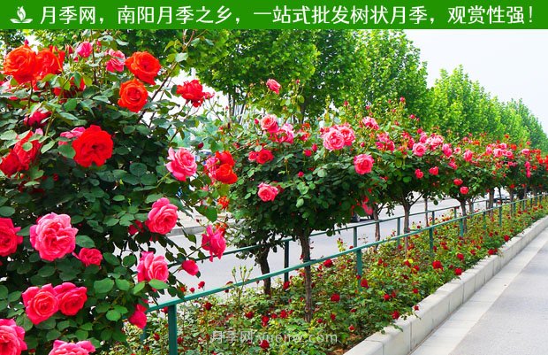 南陽(yáng)樹(shù)狀月季成杭州“網(wǎng)紅” 明年將開(kāi)到上塘河和余杭塘河河畔(圖1)