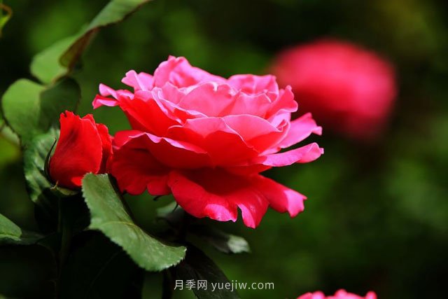 瀏陽(yáng)市柏加鎮，從前賣(mài)樹(shù)如今賣(mài)景(圖1)