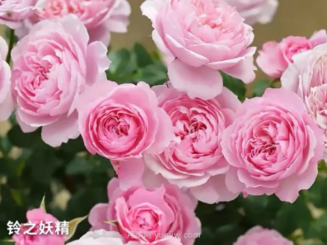 推薦陽(yáng)臺黨必入的四款微型月季品種，你猜到了嗎(圖1)