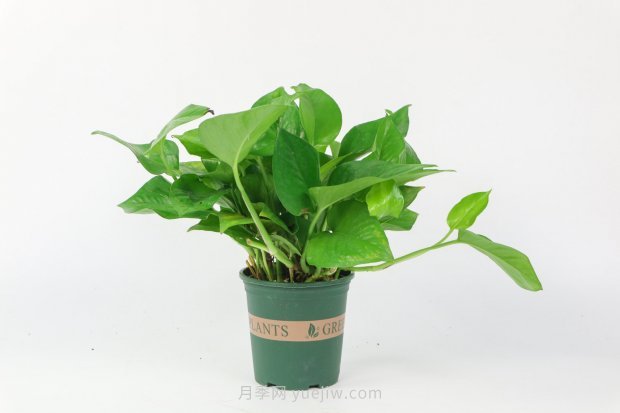 不需要陽(yáng)光的室內植物有哪些(圖1)