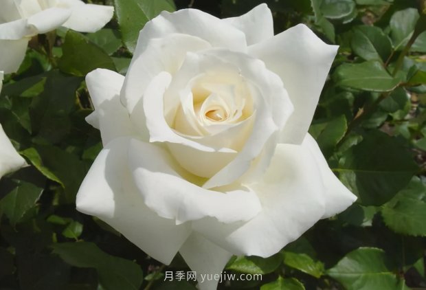 推薦16個(gè)世界上***受歡迎的月季品種，都獲得過(guò)榮譽(yù)(圖7)