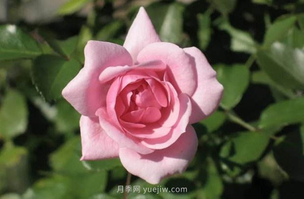 推薦16個(gè)世界上***受歡迎的月季品種，都獲得過(guò)榮譽(yù)(圖11)