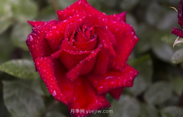 推薦16個(gè)世界上***受歡迎的月季品種，都獲得過(guò)榮譽(yù)(圖10)