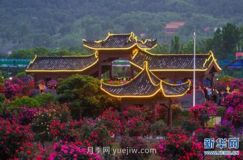 河南南陽(yáng)：月季為“媒” 富民產(chǎn)業(yè)助力鄉村振興(圖4)