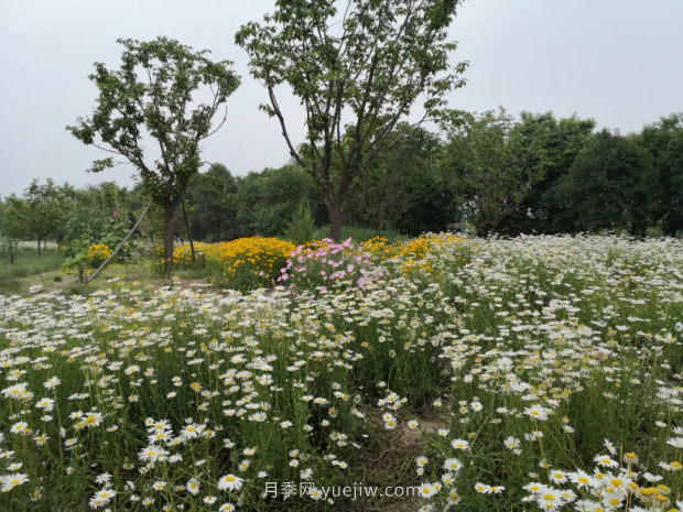 平頂山區湛南路花海大道上月季繁花似錦(圖2)