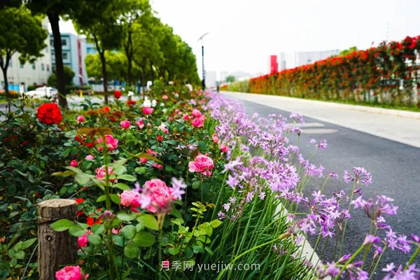 百個(gè)景點(diǎn)、百條花道、百里花帶……未來(lái)幾月，上海繁花似錦(圖7)
