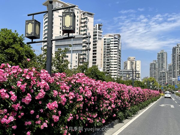 百個(gè)景點(diǎn)、百條花道、百里花帶……未來(lái)幾月，上海繁花似錦(圖6)