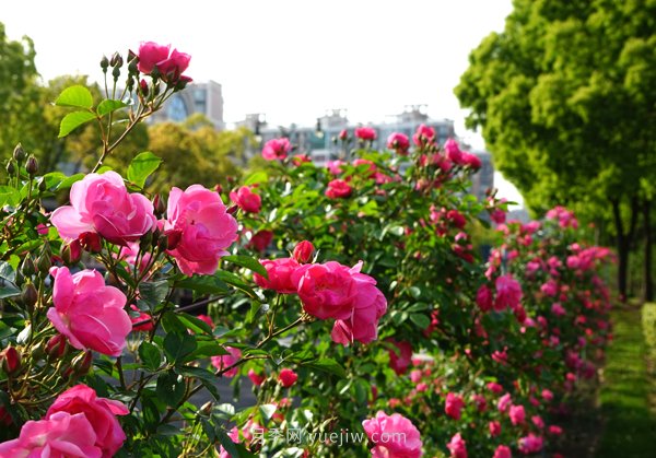 百個(gè)景點(diǎn)、百條花道、百里花帶……未來(lái)幾月，上海繁花似錦(圖2)