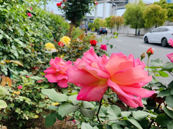百個(gè)景點(diǎn)、百條花道、百里花帶……未來(lái)幾月，上海繁花似錦(圖4)