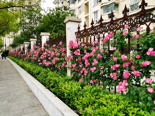 百個(gè)景點(diǎn)、百條花道、百里花帶……未來(lái)幾月，上海繁花似錦(圖1)