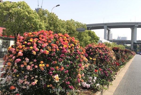 百個(gè)景點(diǎn)、百條花道、百里花帶……未來(lái)幾月，上海繁花似錦(圖5)