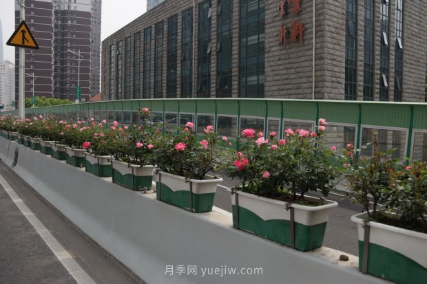 屬于月季的***美賞花季來(lái)了！上海正打造百條花道(圖5)