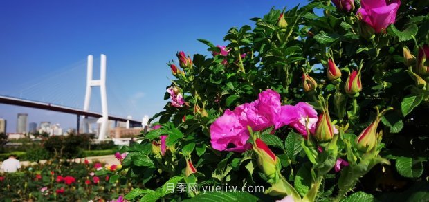 屬于月季的***美賞花季來(lái)了！上海正打造百條花道(圖2)