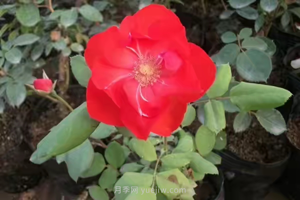 武漢花路看5600米月季花景觀(guān)帶，各類(lèi)月季品種美不勝收(圖4)