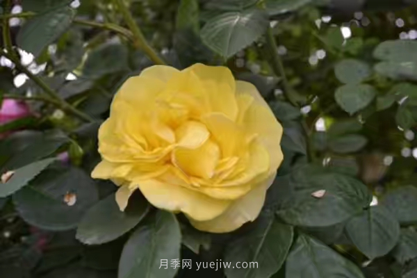 武漢花路看5600米月季花景觀(guān)帶，各類(lèi)月季品種美不勝收(圖5)