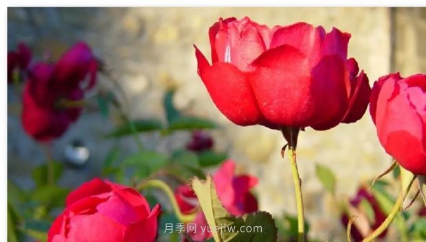 辰山植物園 現代月季之路(圖7)