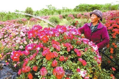 南陽(yáng)月季和艾草、中牟大蒜……河南人努力書(shū)寫(xiě)農業(yè)產(chǎn)業(yè)化(圖1)