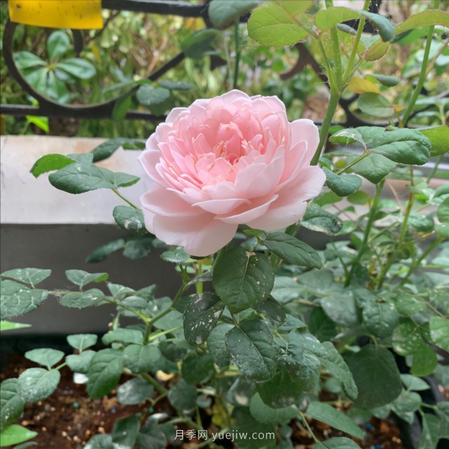 月季總是不開(kāi)花，幾個(gè)養護要素做到位，開(kāi)花不斷(圖2)