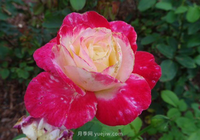 月季花的種類(lèi)非常多，哪一種月季花好養活？推薦5個(gè)品種(圖1)