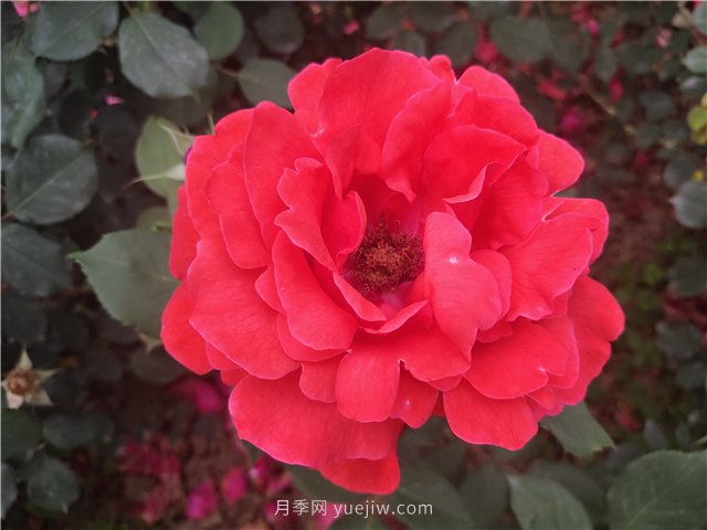 20種經(jīng)典月季品種，妝點(diǎn)南陽(yáng)火熱的夏季(圖1)