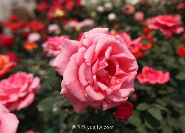 20種經(jīng)典月季品種，妝點(diǎn)南陽(yáng)火熱的夏季(圖2)