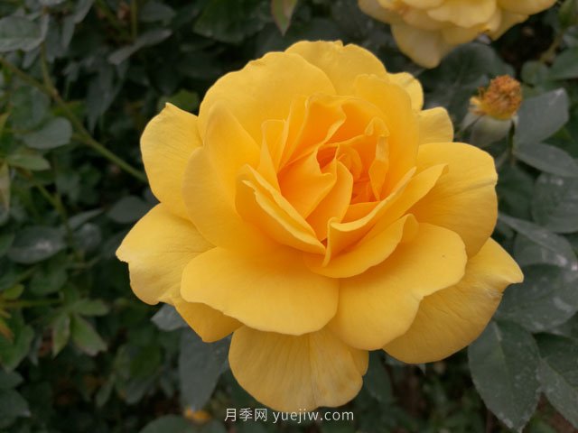 20種經(jīng)典月季品種，妝點(diǎn)南陽(yáng)火熱的夏季(圖5)