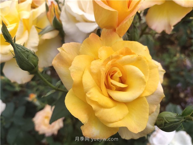 20種經(jīng)典月季品種，妝點(diǎn)南陽(yáng)火熱的夏季(圖6)