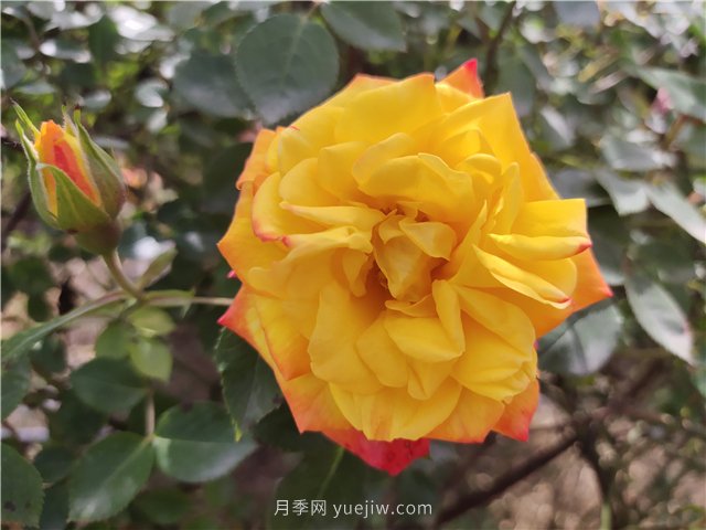 20種經(jīng)典月季品種，妝點(diǎn)南陽(yáng)火熱的夏季(圖7)