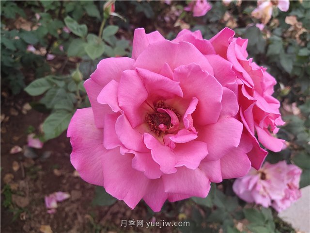 20種經(jīng)典月季品種，妝點(diǎn)南陽(yáng)火熱的夏季(圖8)