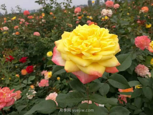 20種經(jīng)典月季品種，妝點(diǎn)南陽(yáng)火熱的夏季(圖9)
