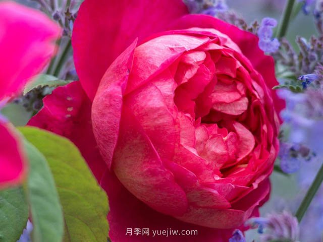 本杰明月季優(yōu)缺點(diǎn)和養護方法(圖1)