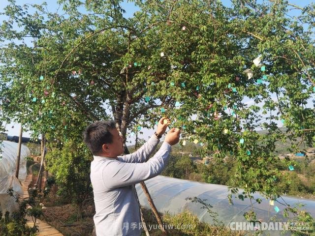 李映青：彝族博士李淑斌的中國月季夢(mèng)(圖1)