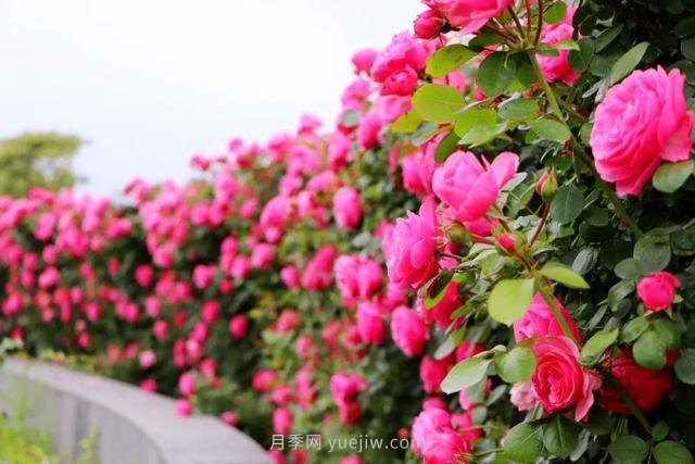 淮安初夏，從一場(chǎng)驚艷的月季花海開(kāi)始！(圖1)