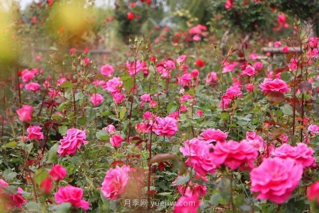 淮安初夏，從一場(chǎng)驚艷的月季花海開(kāi)始！(圖2)