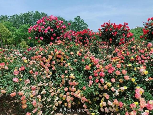 淮安初夏，從一場(chǎng)驚艷的月季花海開(kāi)始！(圖3)