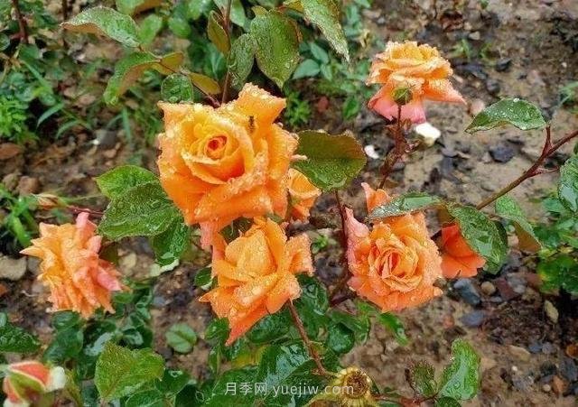 淮安初夏，從一場(chǎng)驚艷的月季花海開(kāi)始！(圖5)