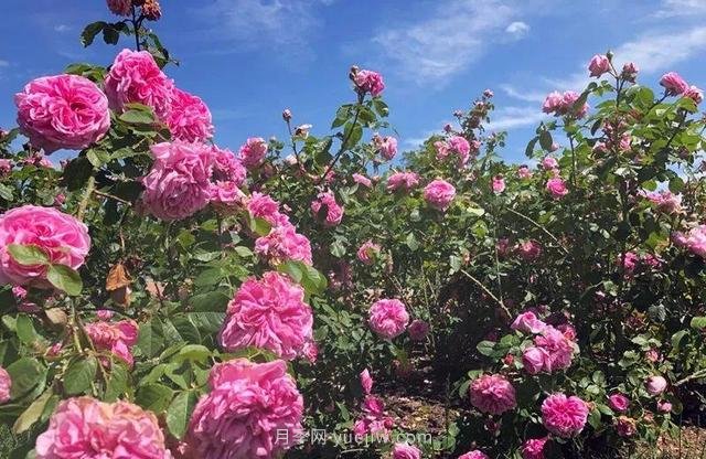 淮安初夏，從一場(chǎng)驚艷的月季花海開(kāi)始！(圖6)
