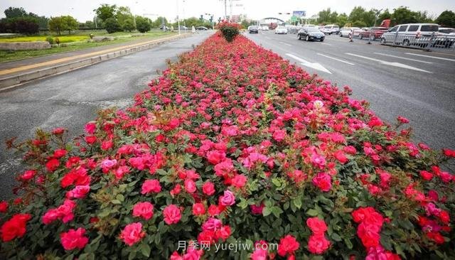 淮安初夏，從一場(chǎng)驚艷的月季花海開(kāi)始！(圖7)