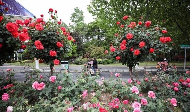 淮安初夏，從一場(chǎng)驚艷的月季花海開(kāi)始！(圖8)