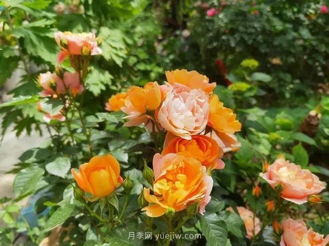 淮安初夏，從一場(chǎng)驚艷的月季花海開(kāi)始！(圖10)