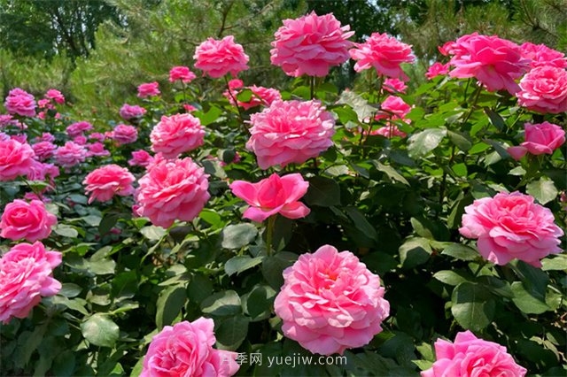 淮安初夏，從一場(chǎng)驚艷的月季花海開(kāi)始！(圖9)